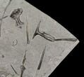 Plate of Fossil Belemnites and Ichthyosaurus Bones - Germany #129138-2